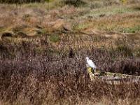 Silberreiher auf Bootswrack im Naturreservat Douro Ästuar - NSG Douro